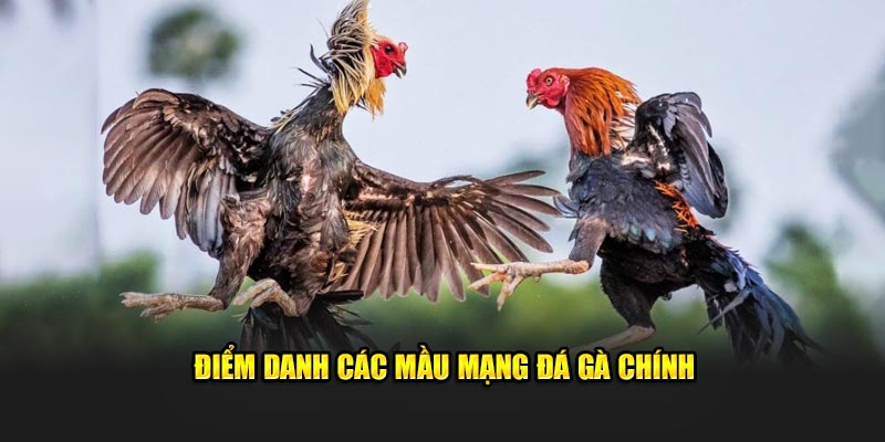 Điểm danh các mầu mạng đá gà chính