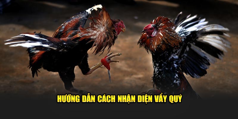 Hướng dẫn cách nhận diện vảy quý