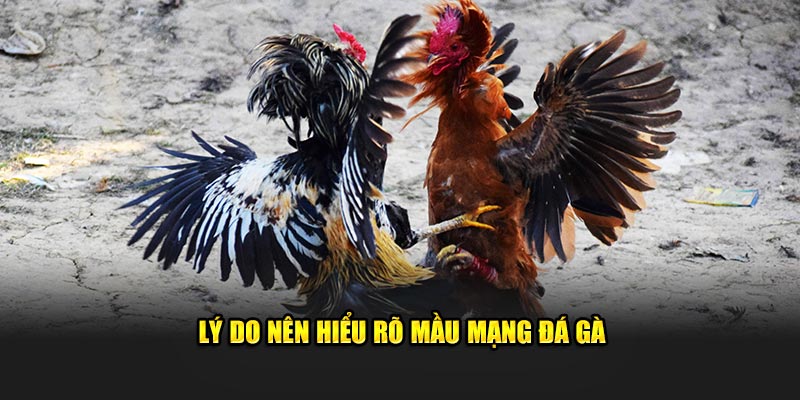 Lý do nên hiểu rõ mầu mạng đá gà