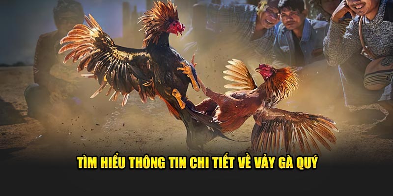 Tìm hiểu thông tin chi tiết về vảy gà quý